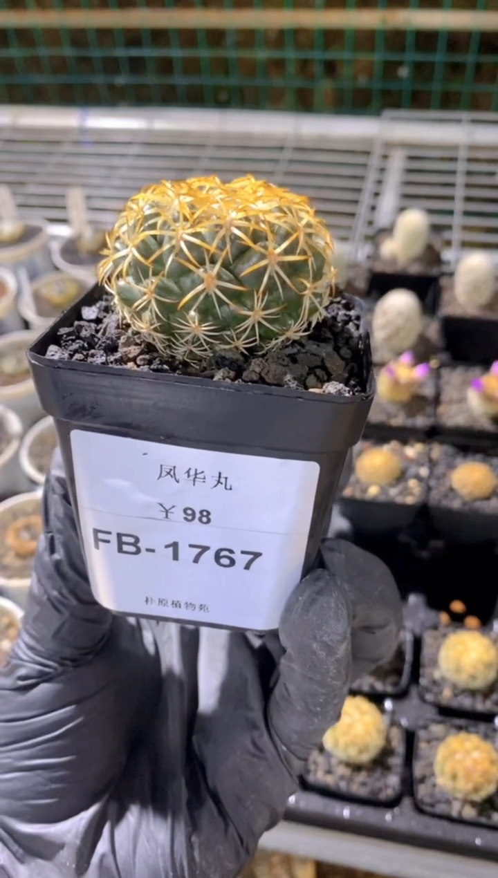 【闪购商品】凤华丸FB-1767