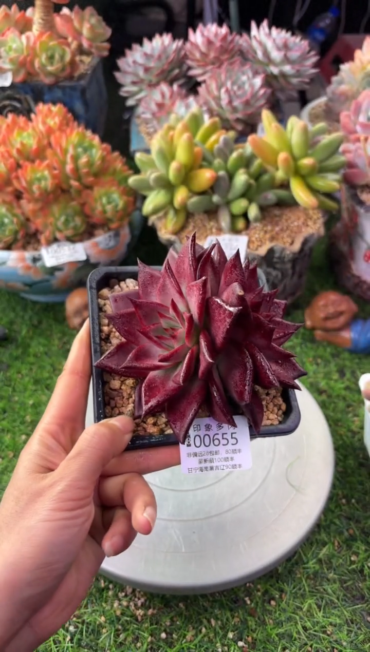 昆明印象多肉00655