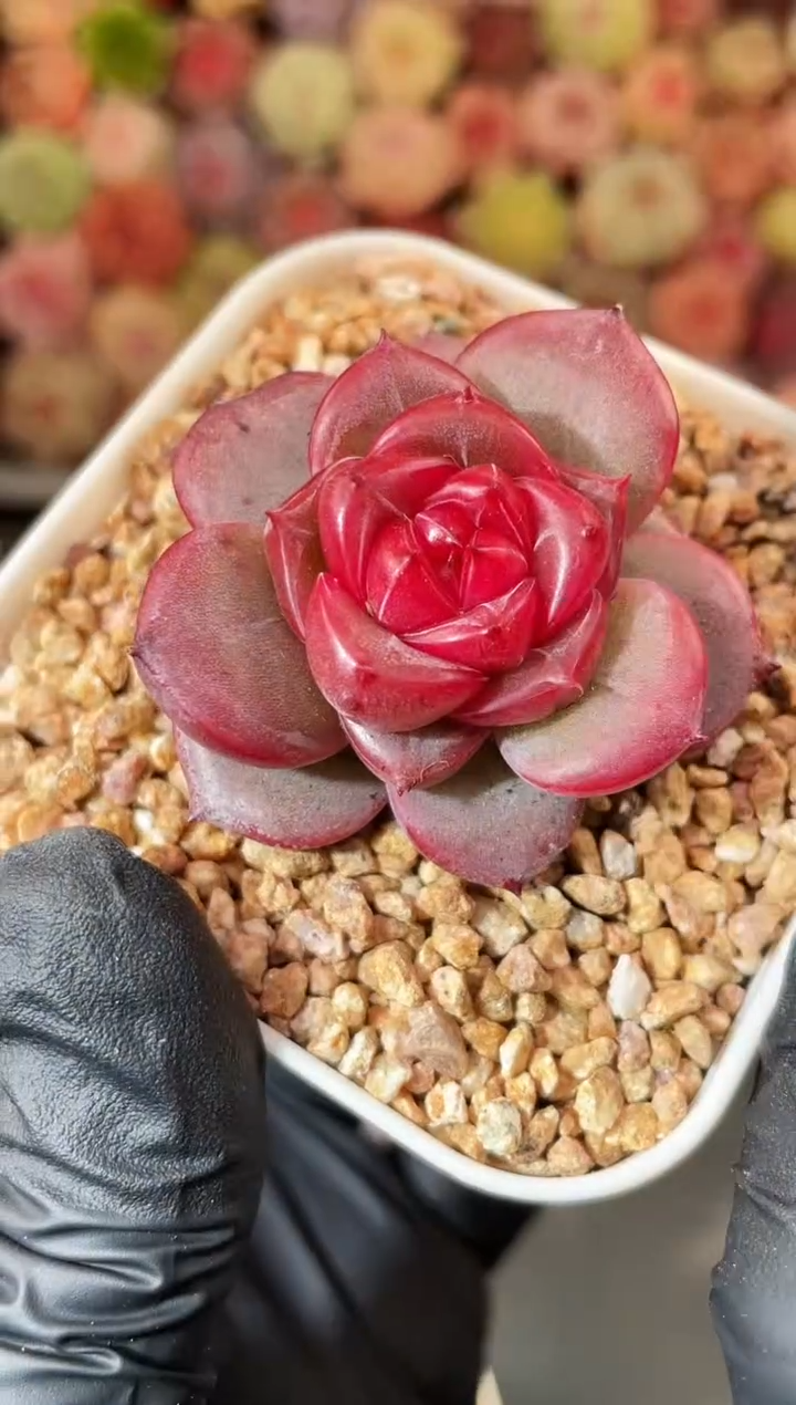  6-48 弥撒3-4厘米 量拍发一颗