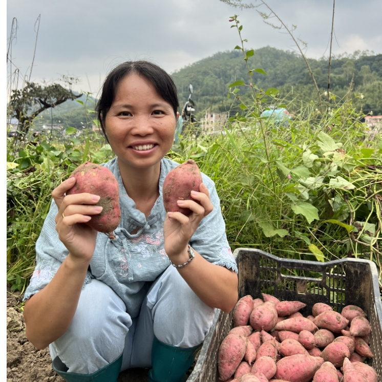 自家农场种植的大叶红番薯，有机肥种植