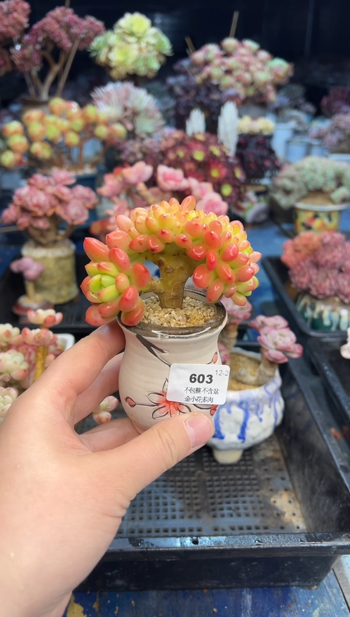 【闪购商品】603不带盆