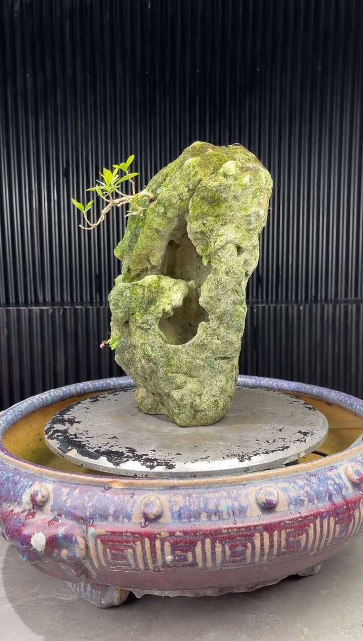 吴定石一物一拍专属