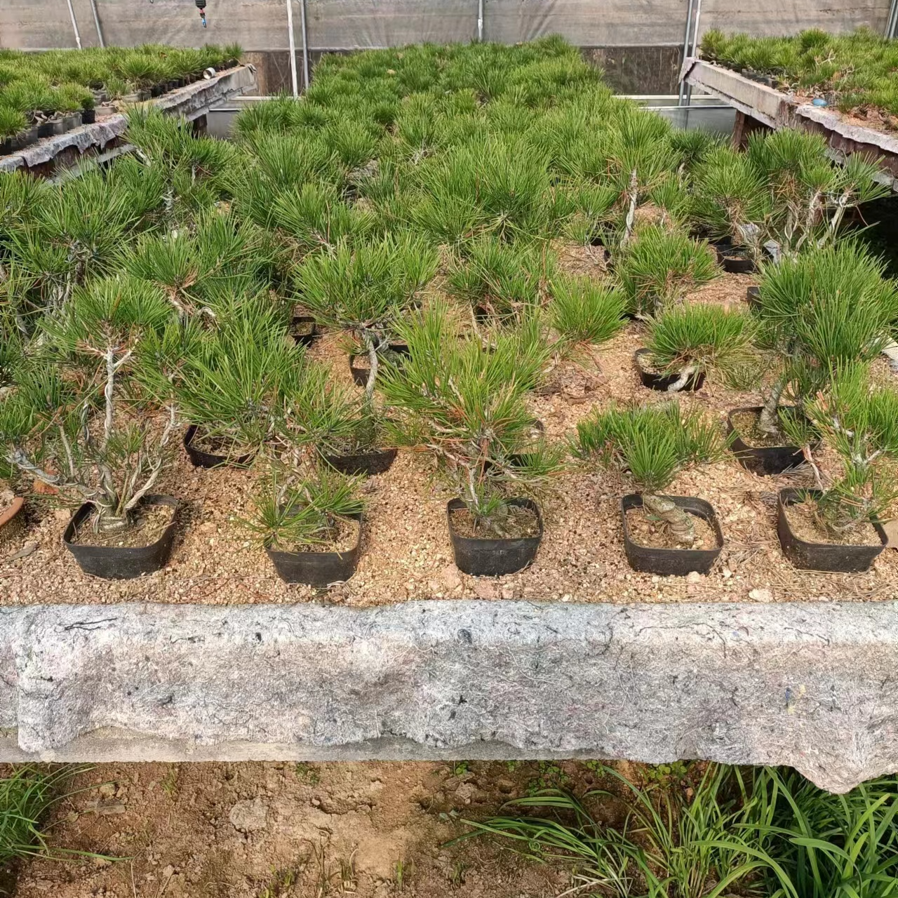 精品黑松盆景素材