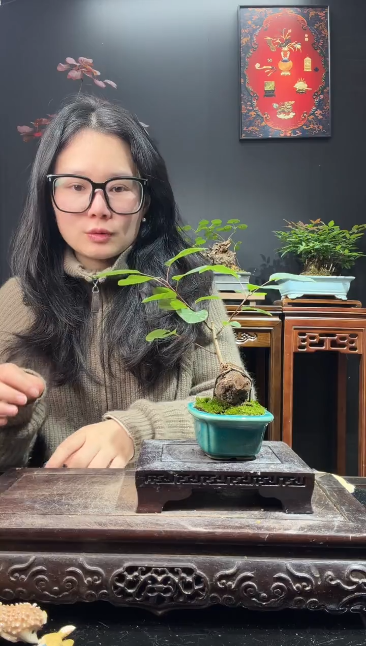 完全开放黄栌000