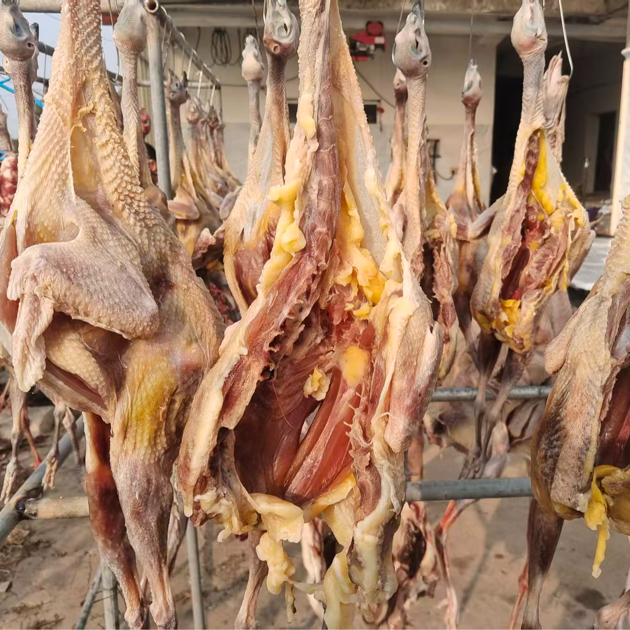 散养七彩山鸡新鲜腌制 包冰率不含冰