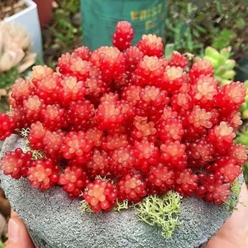 红色浆果多肉植物群生花卉盆栽办公室内多头肉肉易爆盆老桩