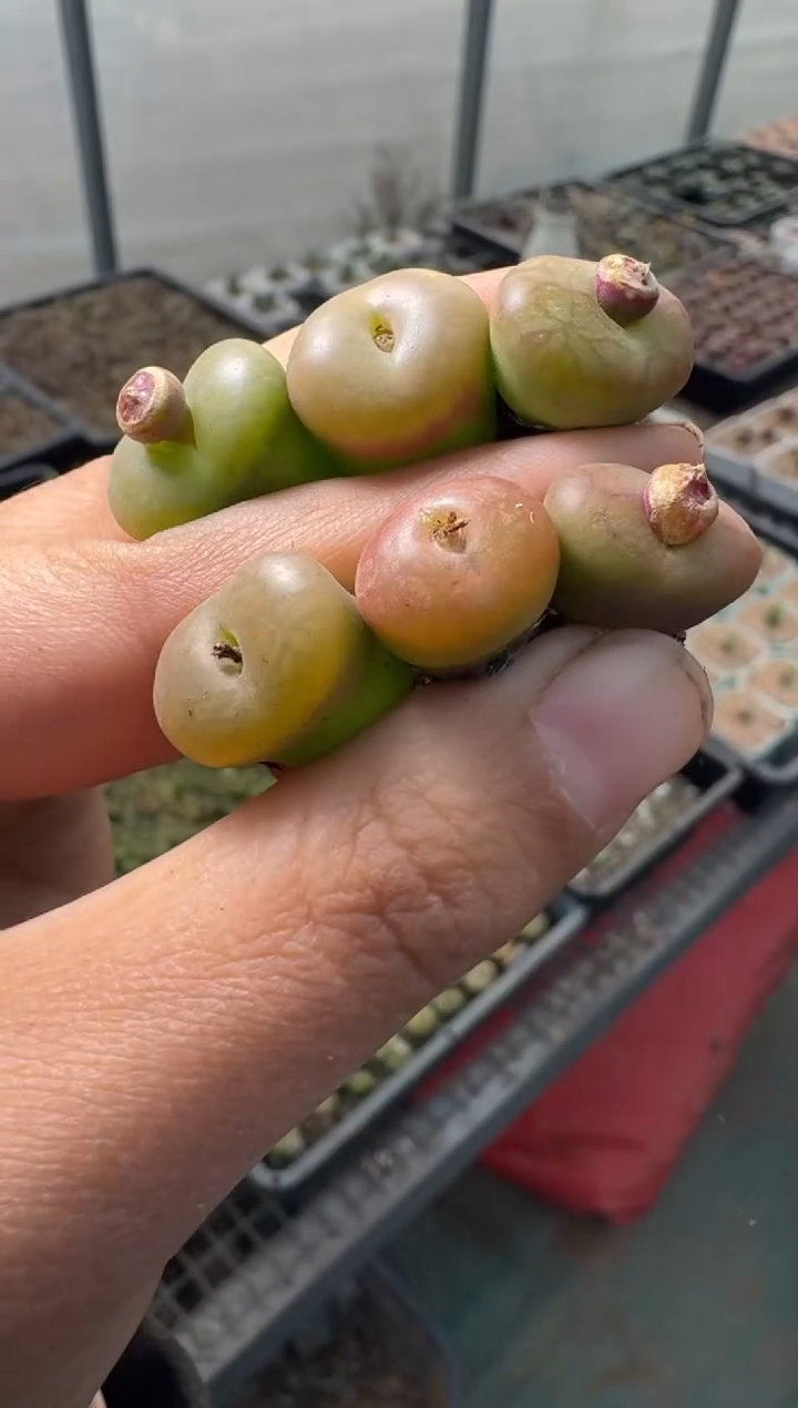 76多肉植物肉锥拉登杂交一颗