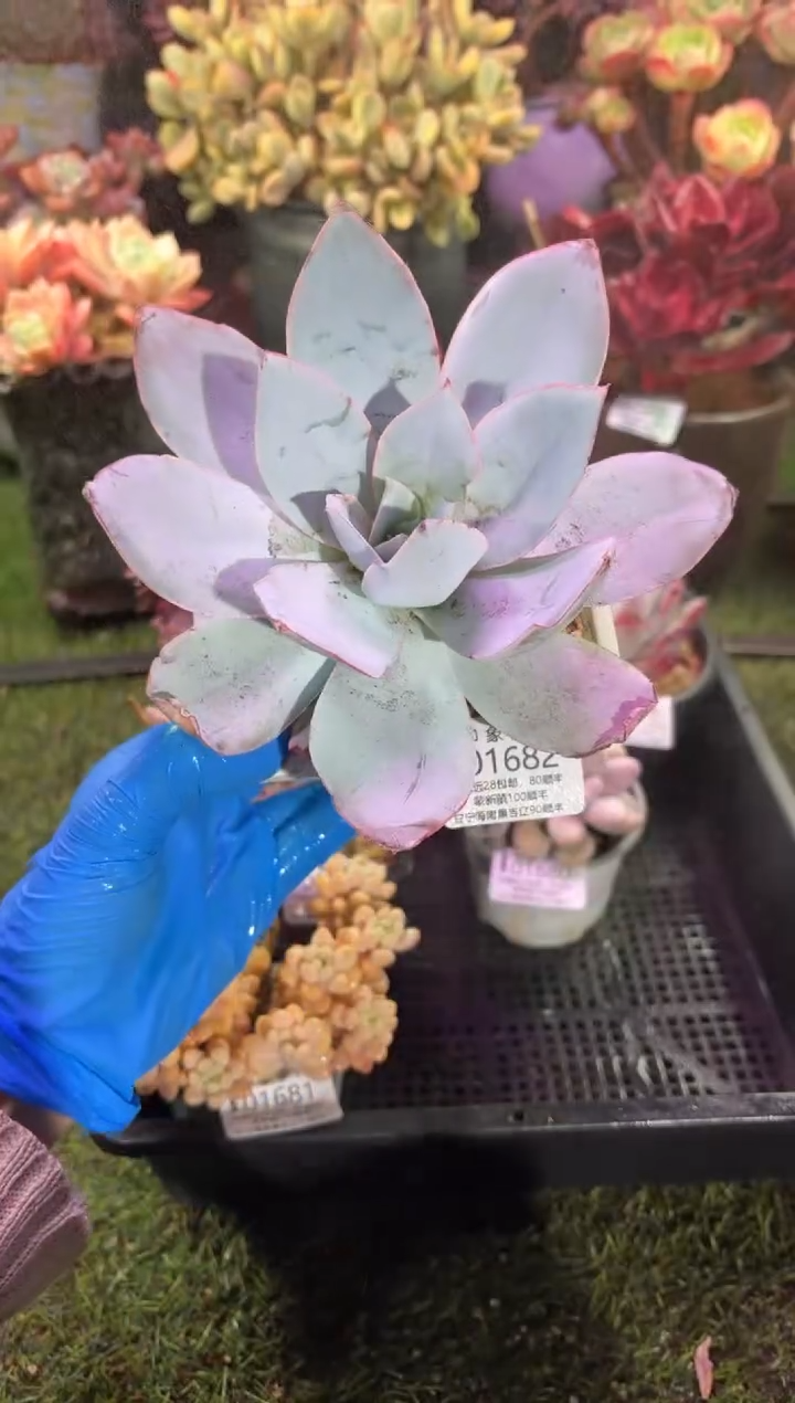 【闪购商品】01682