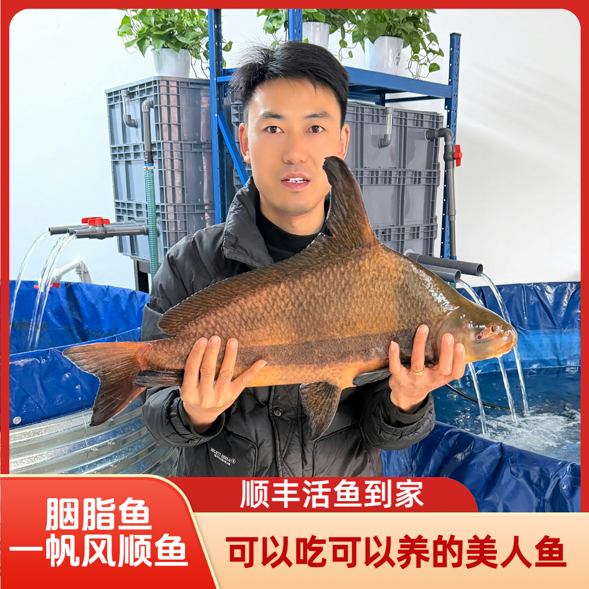 胭脂鱼亚洲美人鱼一帆顺风送礼佳品可以食用观赏活鱼顺丰包邮