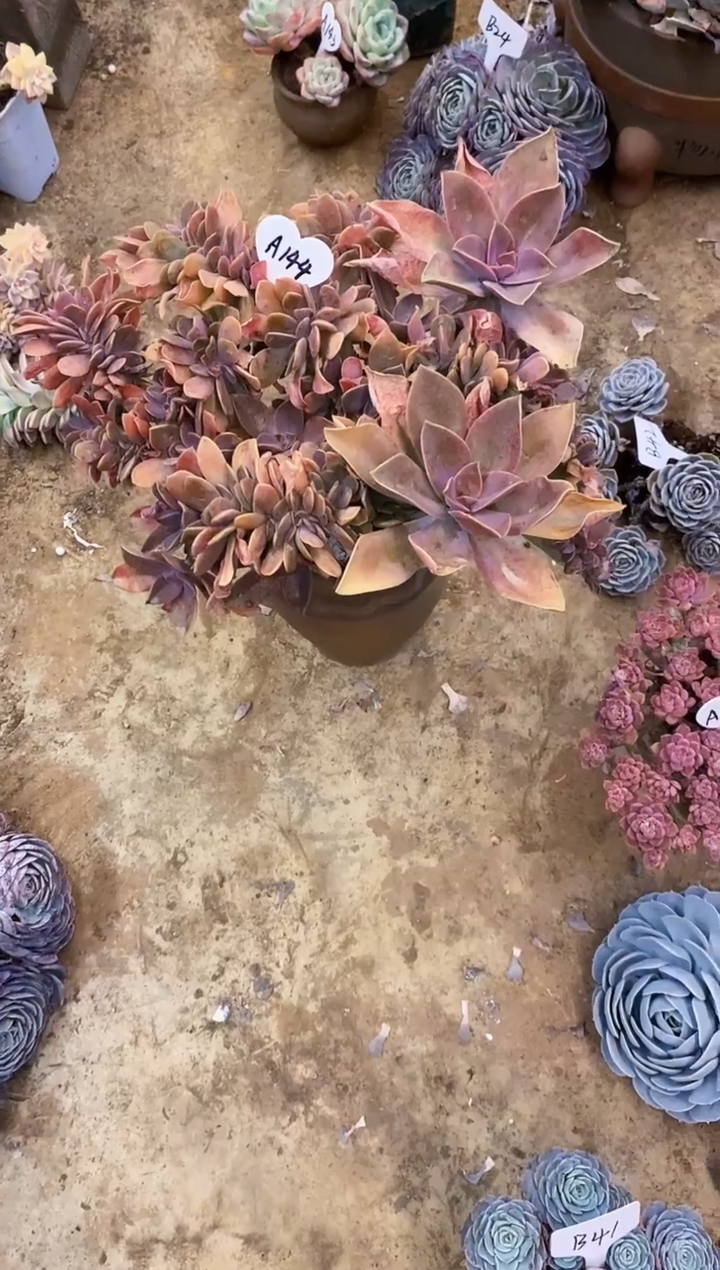 爱****逗                 A144号太妃糖（有缺陷）￥30