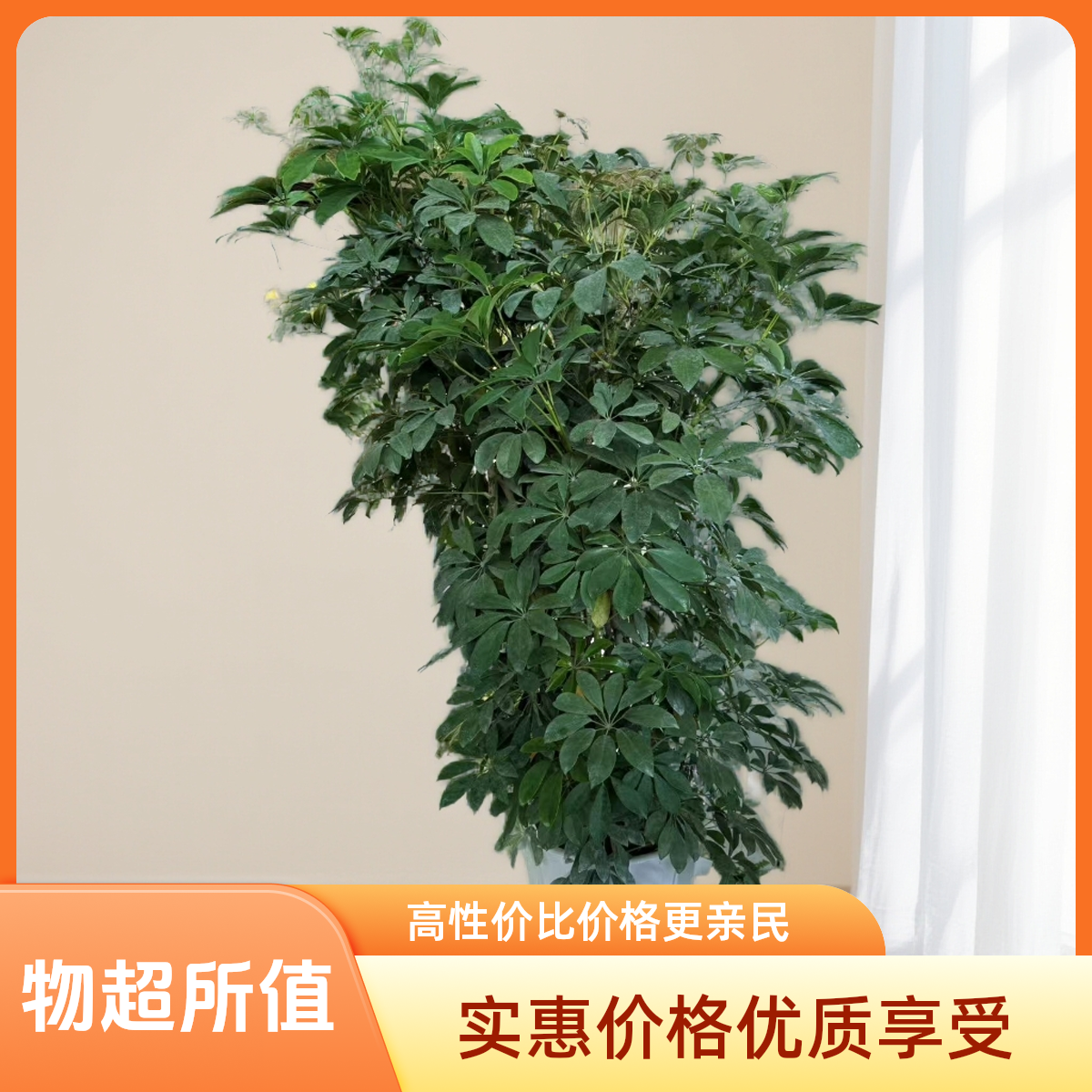 老桩鸭脚木落地大型盆栽