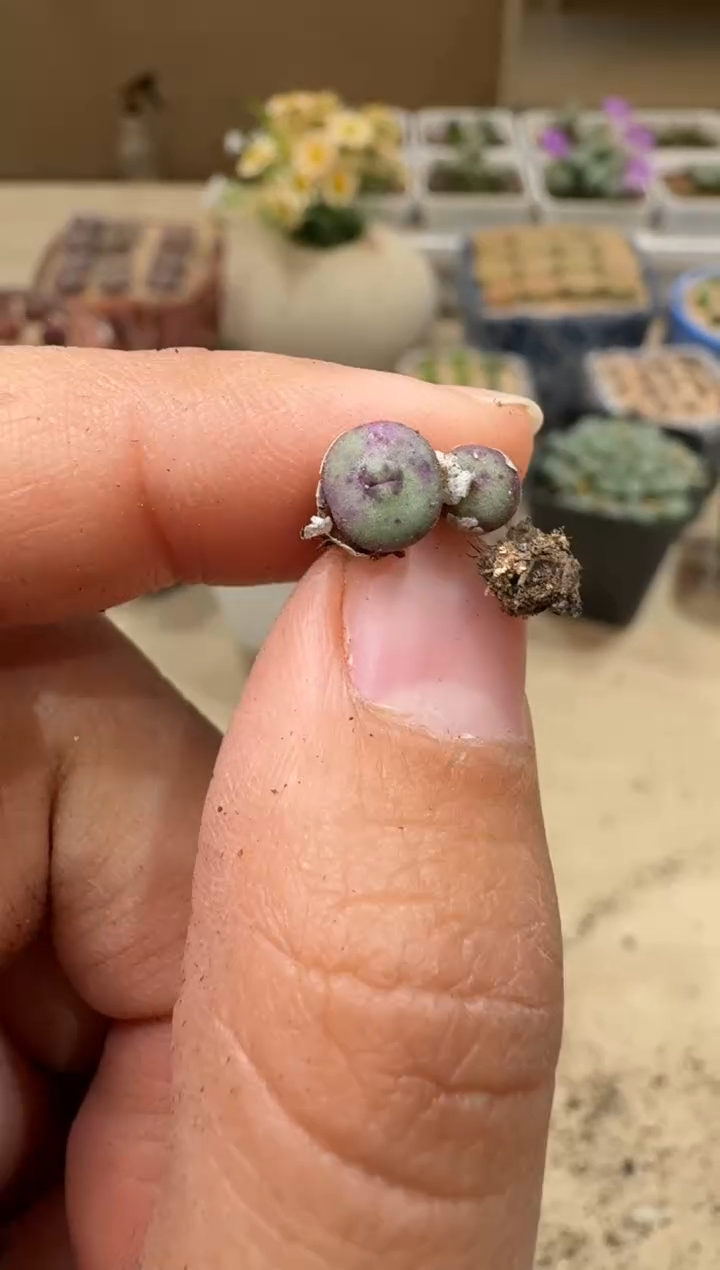 9-40多肉植物肉锥