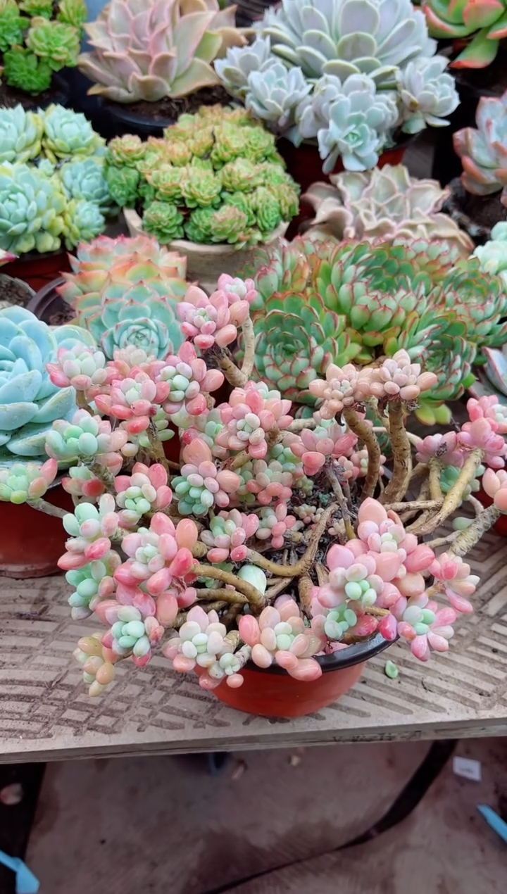 梦***憾21048多肉植物一物一拍