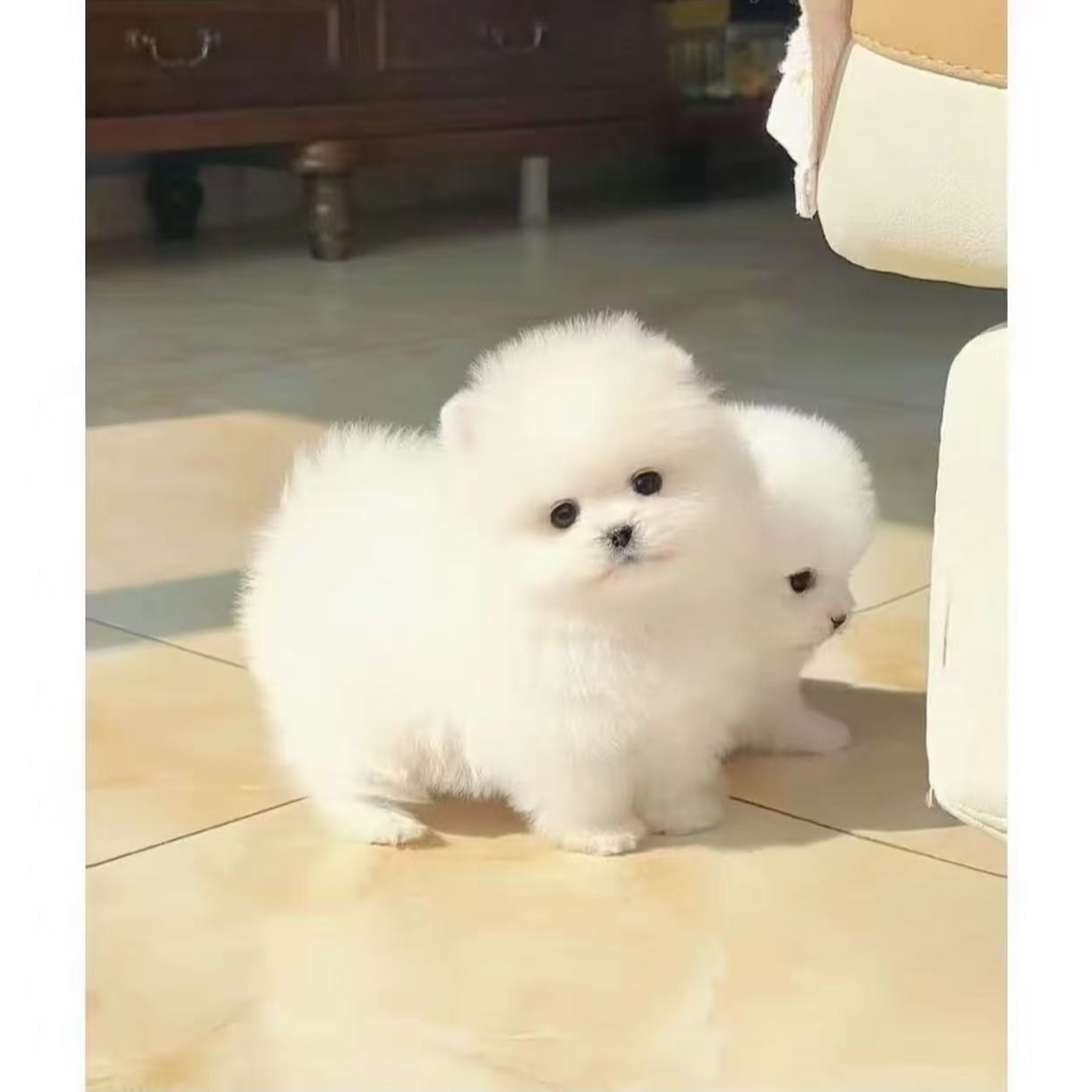 比熊，雪纳瑞，柴犬，宠物活体（一物一拍）
