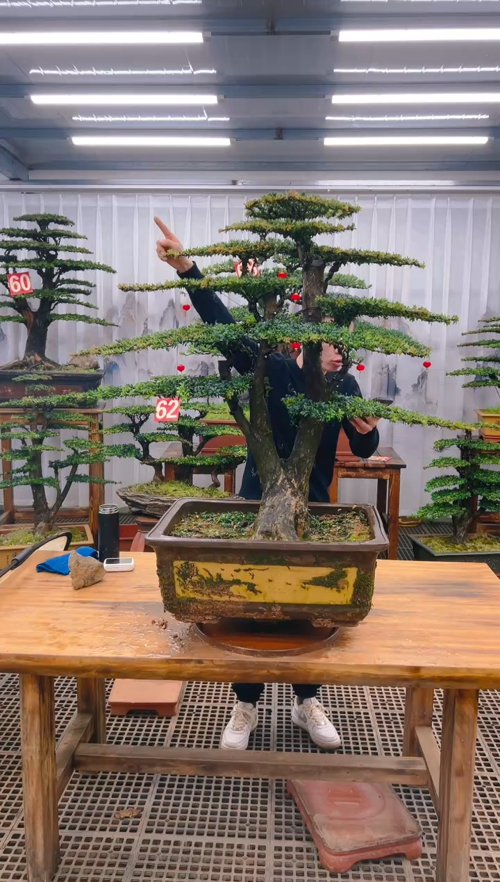 【闪购商品】紫砂精品盆景直播间一物一拍