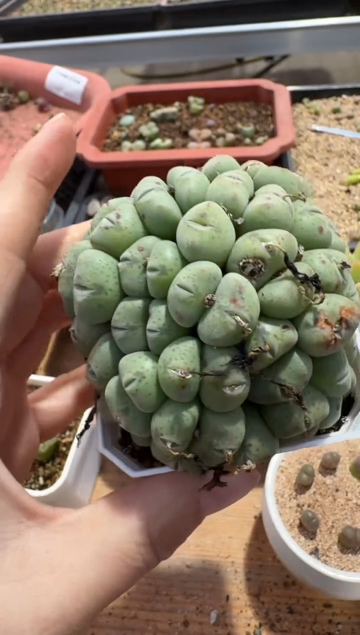 【闪购商品】7-580