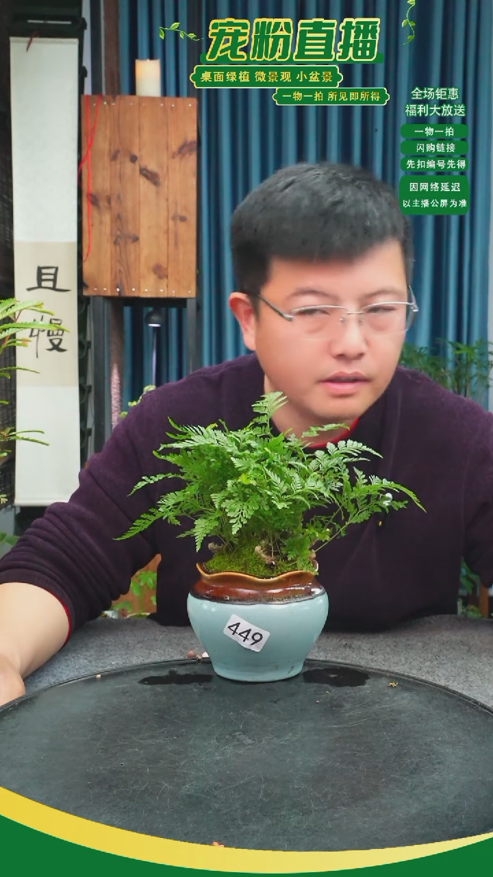 无花朵香**兰苔藓微景观449号