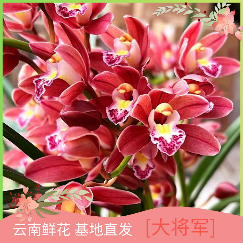 【大将军】鲜花云南基地直发大气美观清新卧室阳台客厅易养护