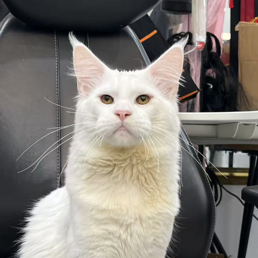 来了姊妹-纯白缅因猫 弟弟 18