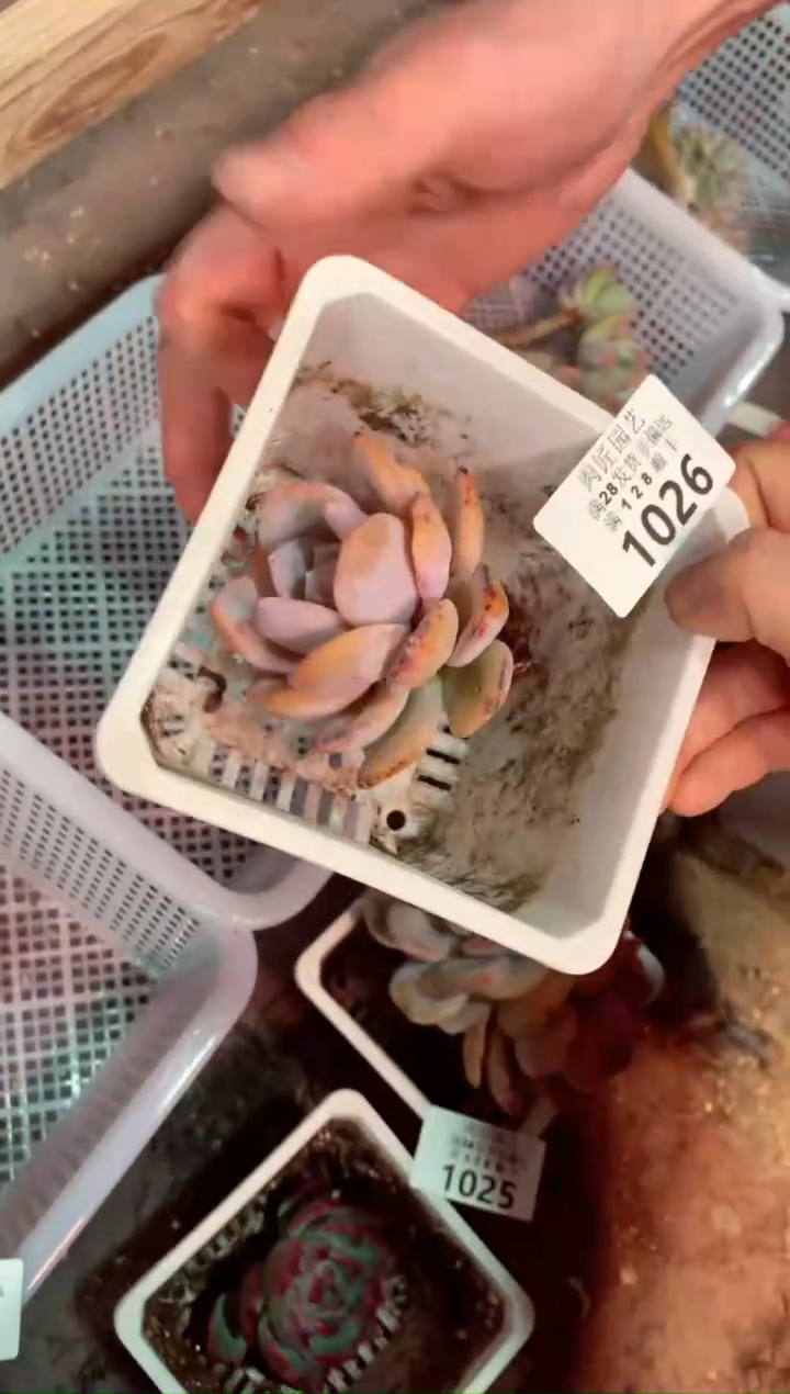 1026——生鲜绿植不支持7天无理退款