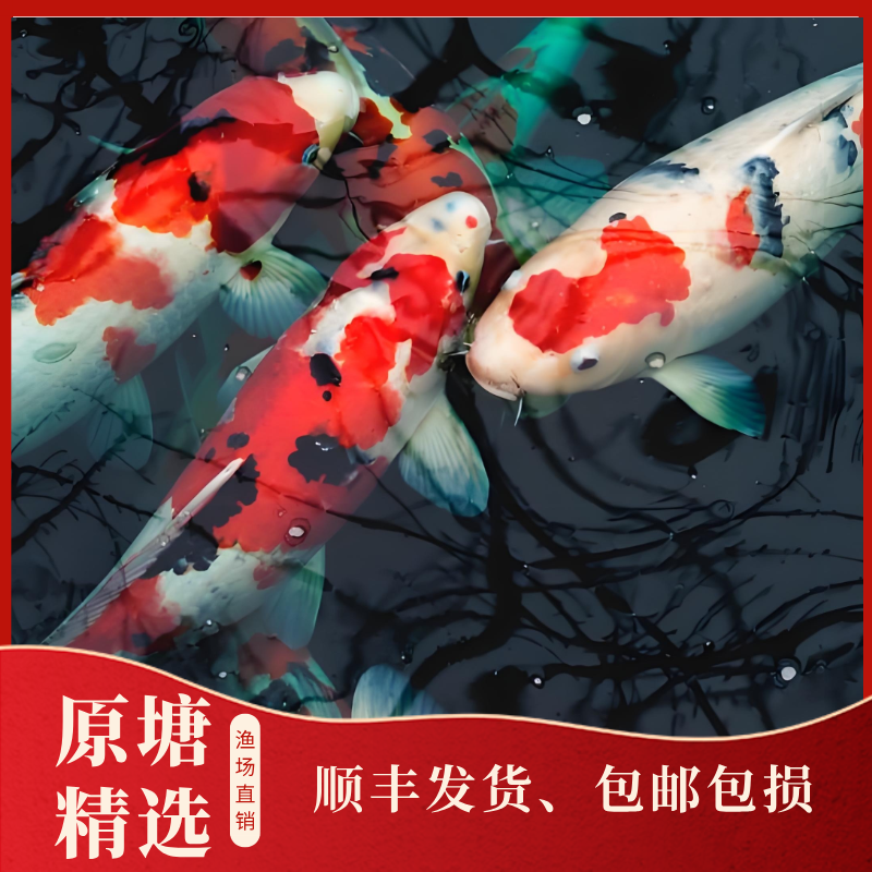 35-40锦鲤活鱼观赏鱼红白大正三色冷水淡水观赏鱼好养耐活锦鲤