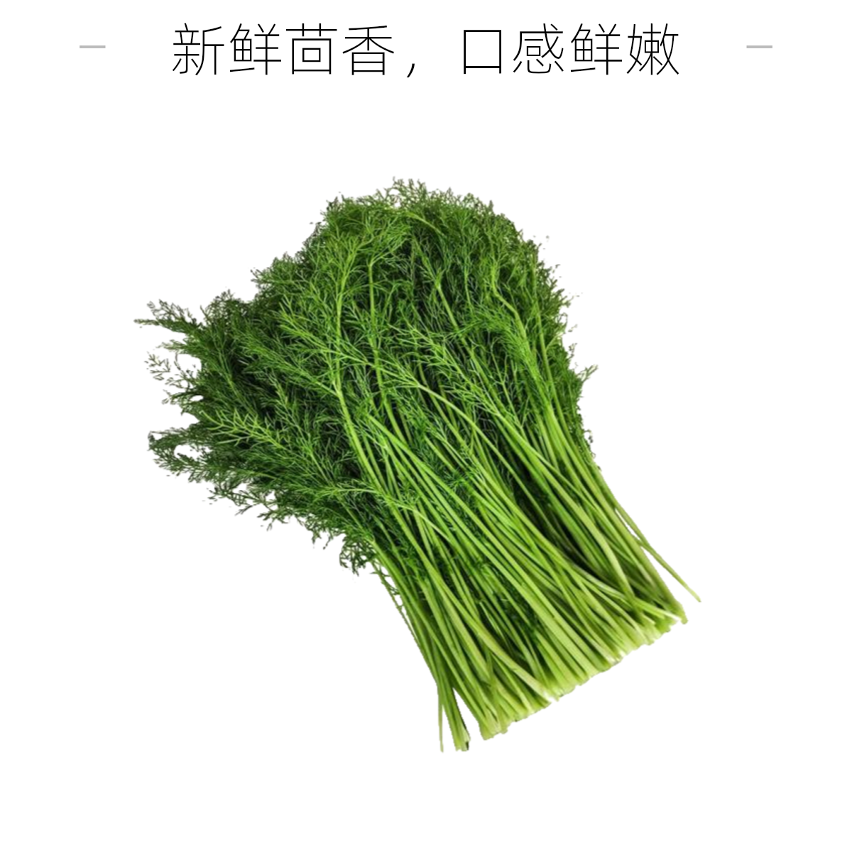 【香韵满溢】茴香苗500g±20g