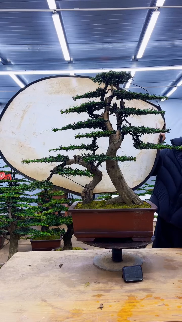 无花朵一物一拍·所见即所得