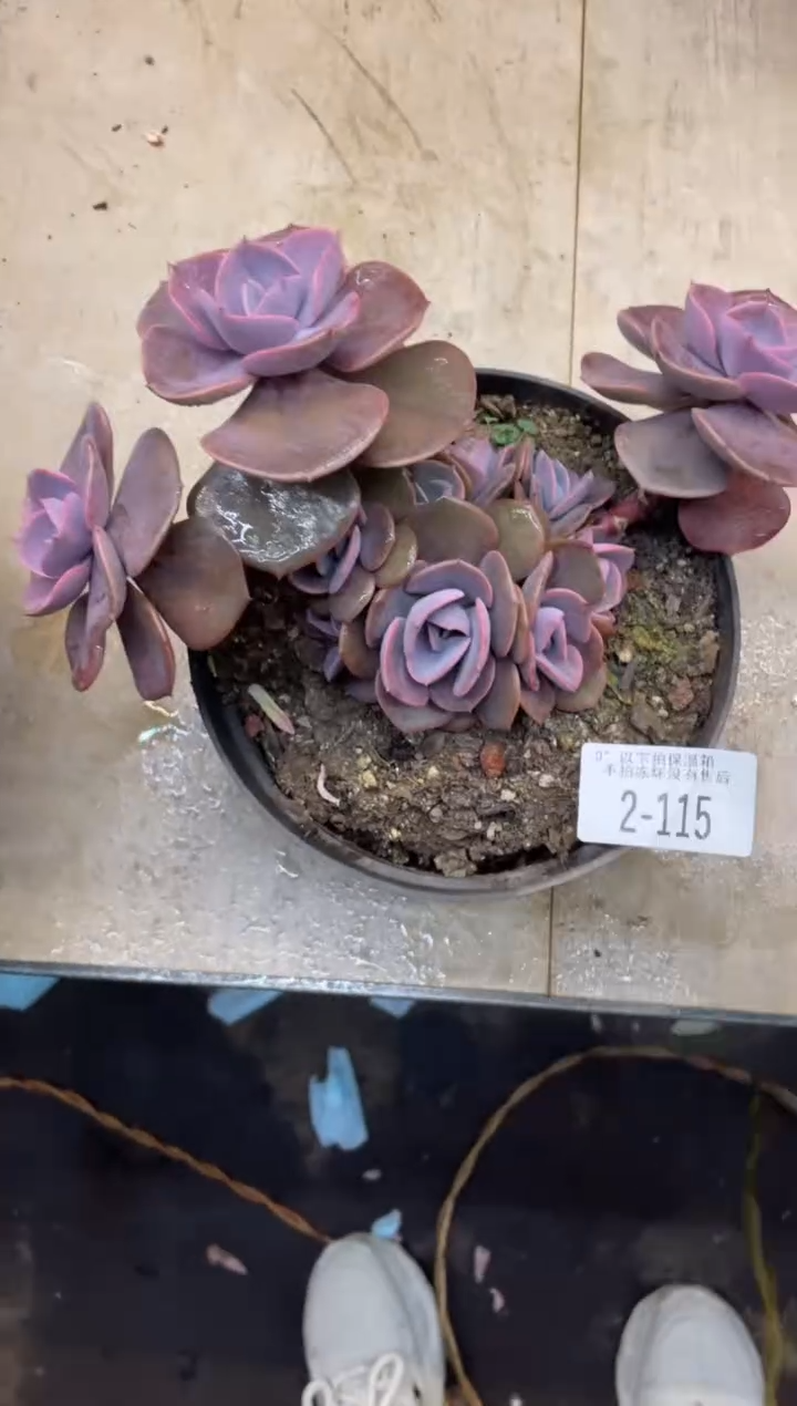 【闪购商品】2-115尘埃