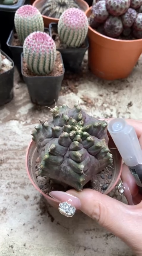 龟甲牡丹仙人球一物一拍