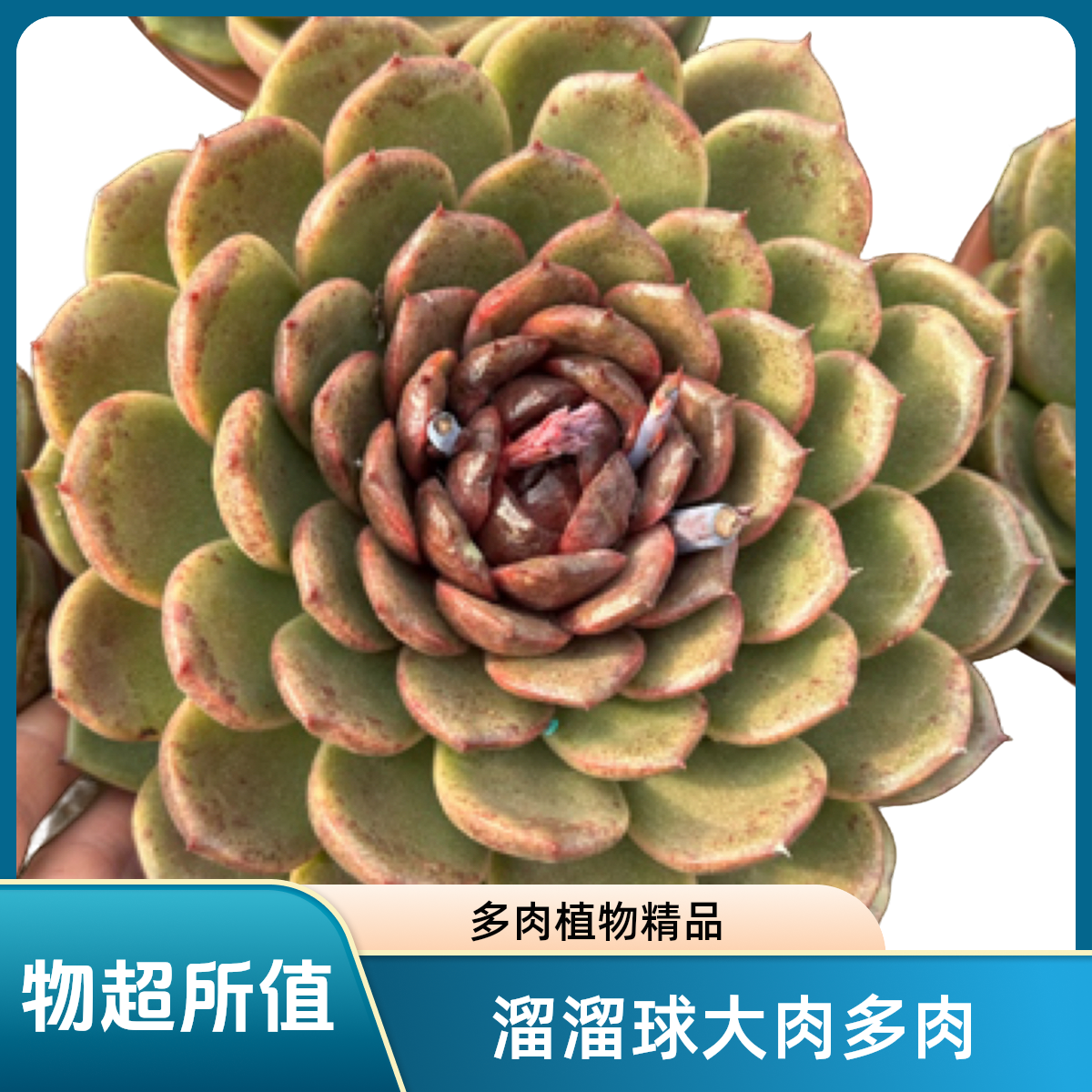 溜溜球大单多肉植物