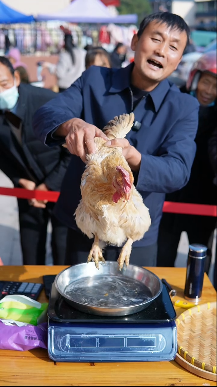 中国大陆农家土老母鸡一只