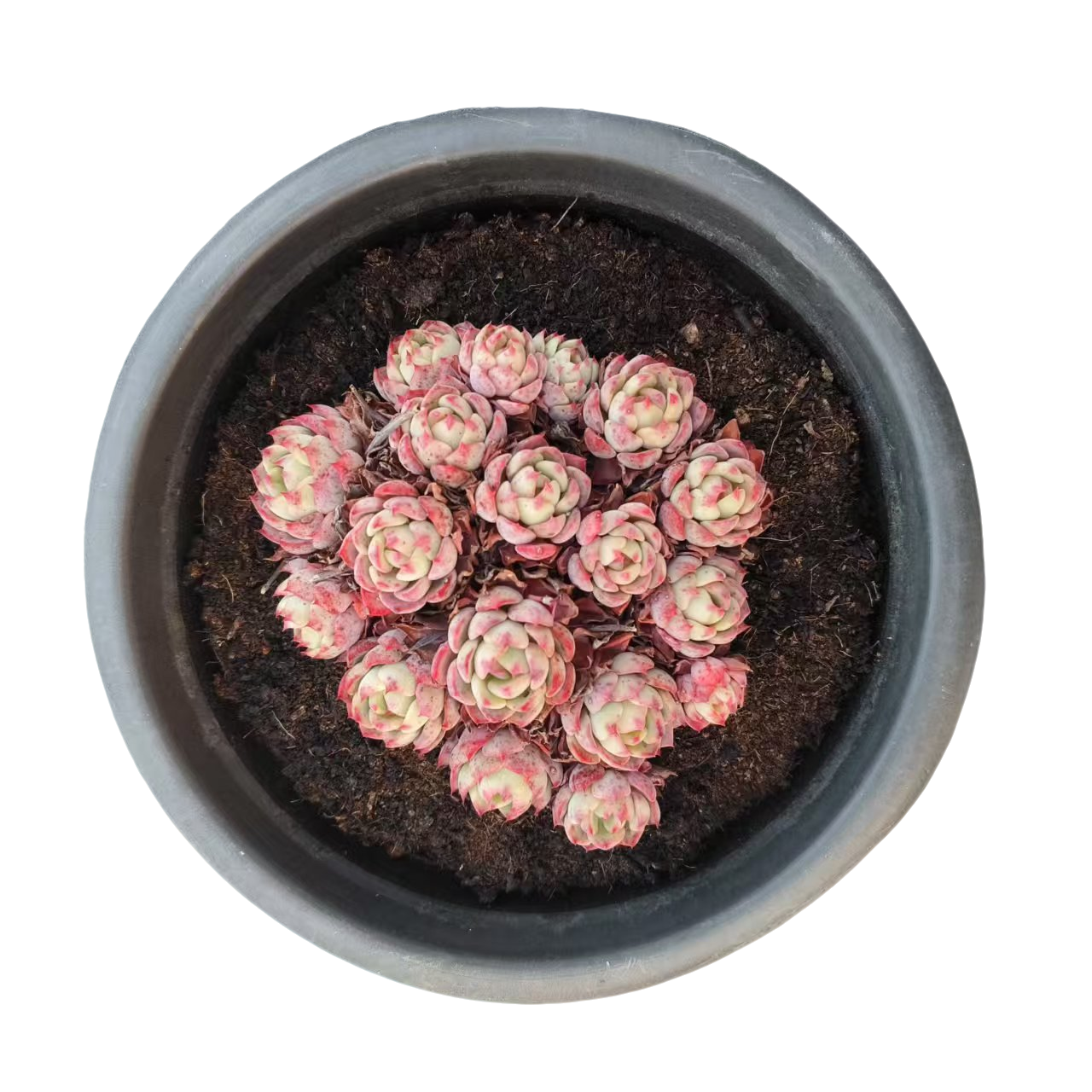 同美多肉园艺  娜娜小勾   多肉植物 以直播间实物为准 