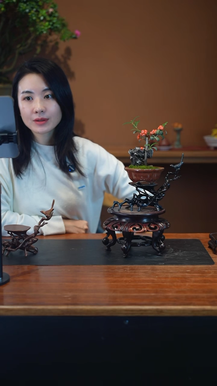 全部花朵火棘盆景盆景盆景