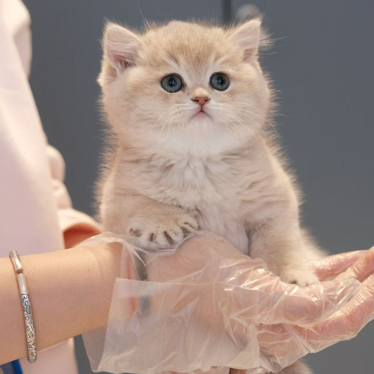 【Siri的猫】金渐层阿比等全品种宠物猫活体