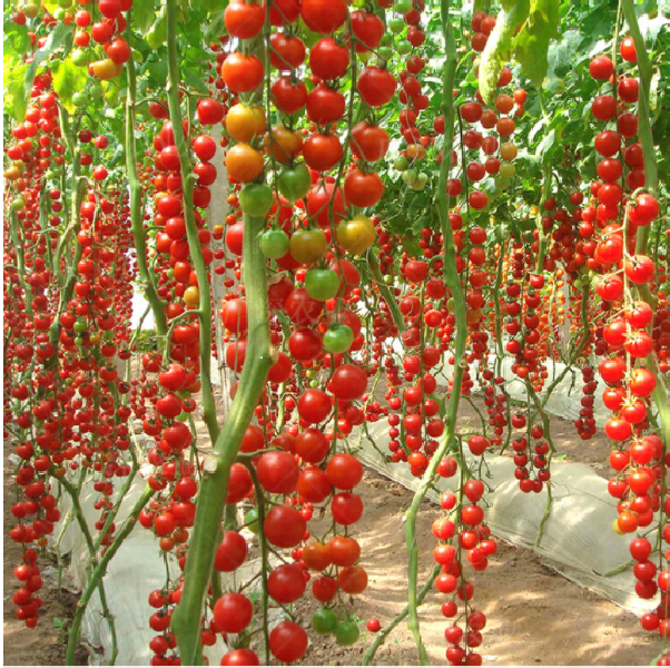 [新粉福利]瀑布口感小番茄秧苗