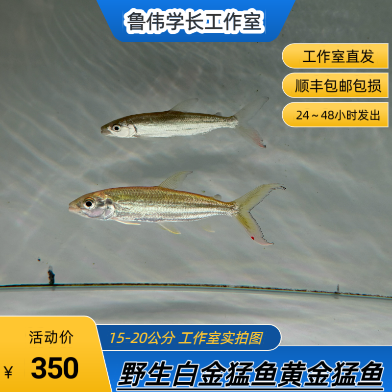 野生白金猛鱼黄金猛鱼苗子观赏鱼热带鱼
