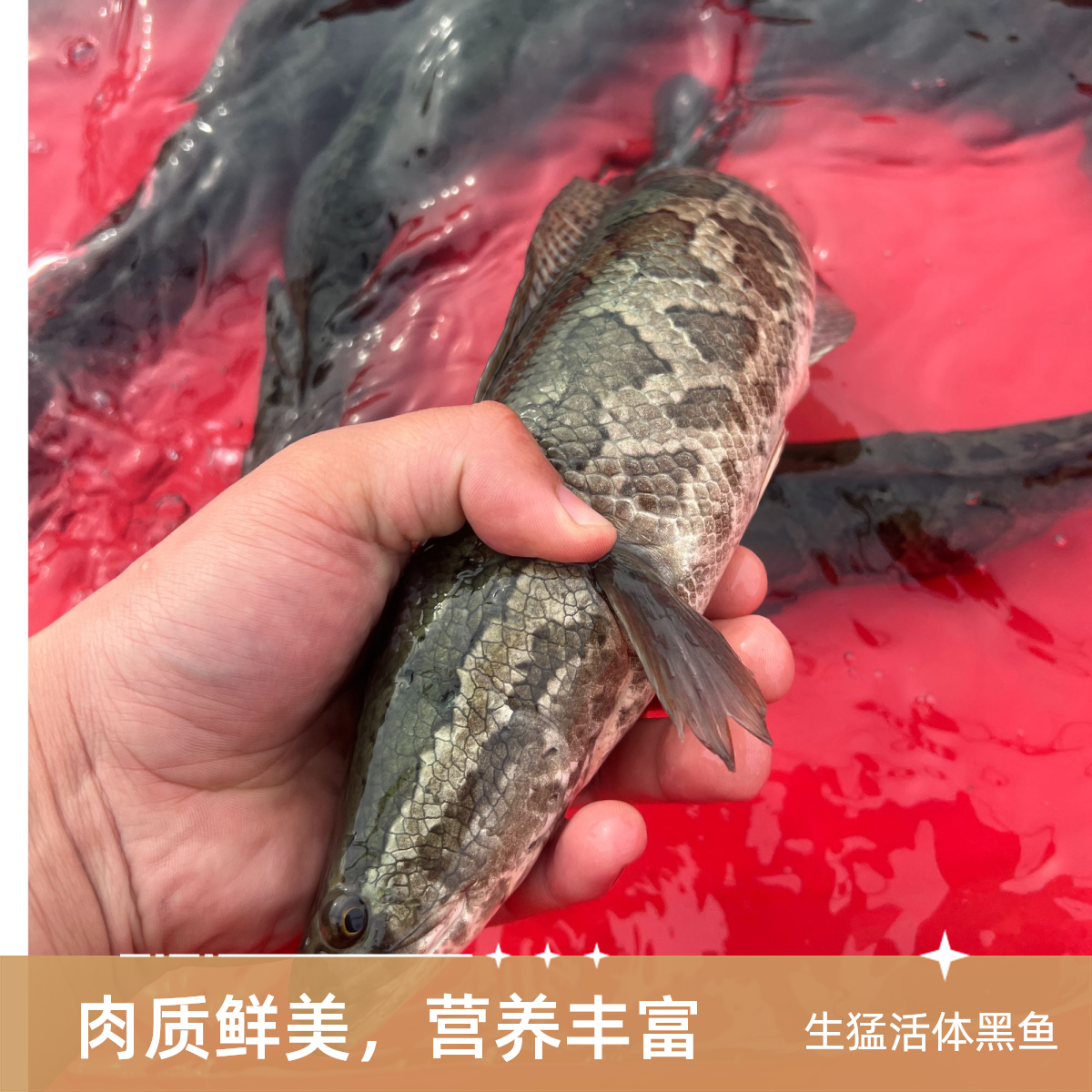 微山湖生态黑鱼乌鱼发财鱼淡水鱼滋补炒炖烧煎