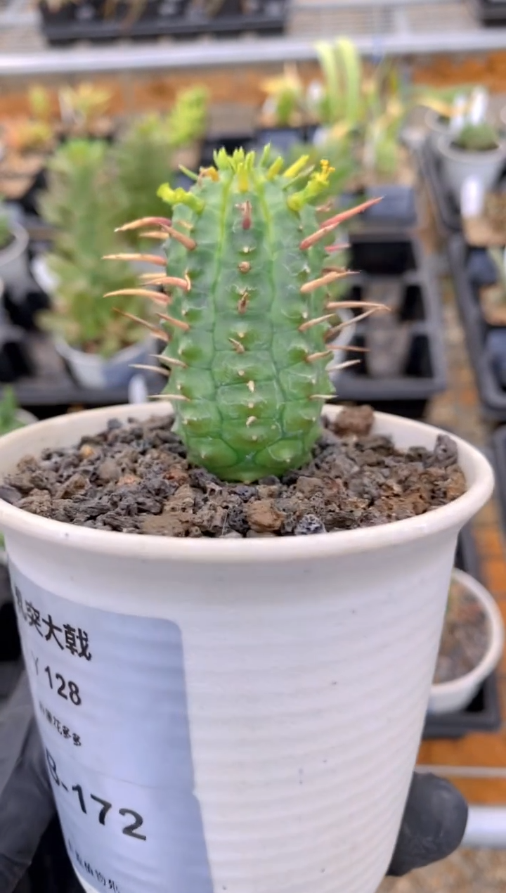 【闪购商品】乳突大戟FB-172