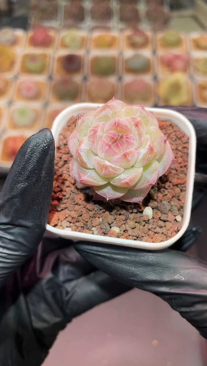 闪购362 花语多肉一颗 3-3.5厘米