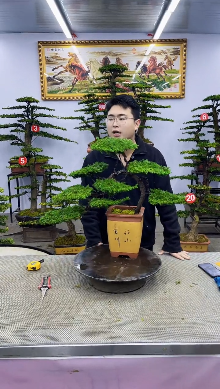 【闪购商品】八斗松/松类活物造型盆景，以直播间截图为啊啊啊啊