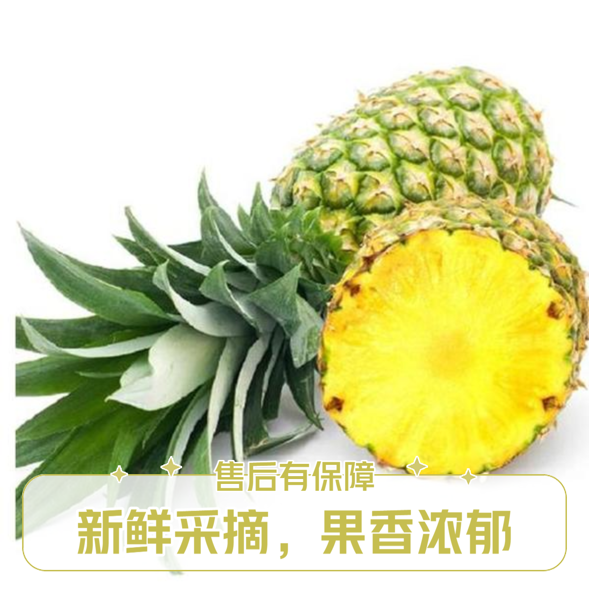 【新鲜采摘凤梨】2.5斤一个