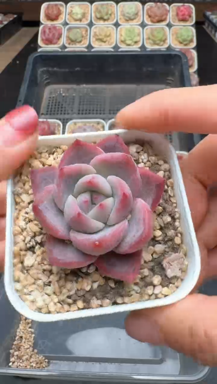 【闪购商品】443C物拍多肉带盆土6.5杯拍3颗包柚