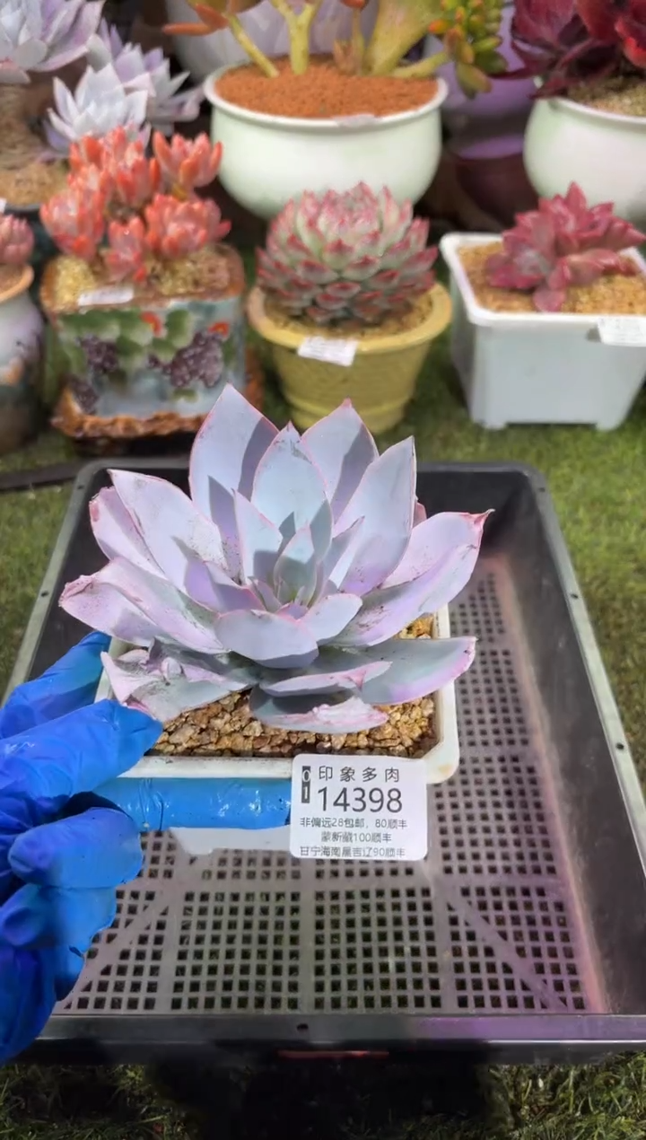 【闪购商品】14398