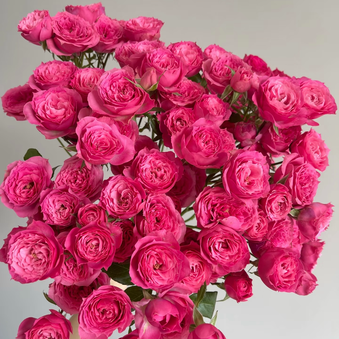 鲜花【多头苏菲宝贝】云南基地鲜花 同地址两单顺丰或京东