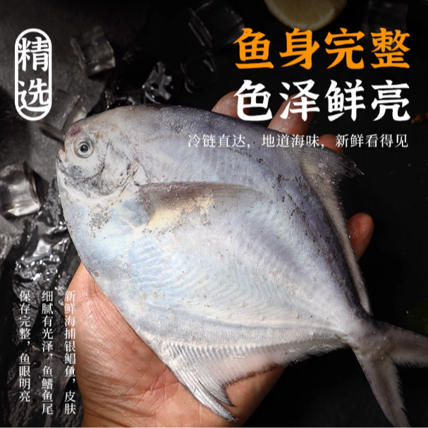 【小李专属银鲳鱼】东海三宝 香煎清蒸葱油嘎嘎好吃！肉质细腻蒜瓣肉