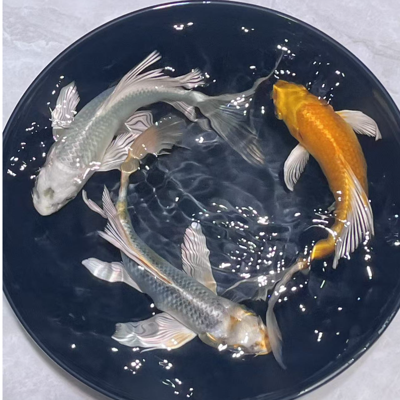 701-800号玛雅色蝴蝶鲤锦鲤金鱼宠物鱼观赏鱼活体