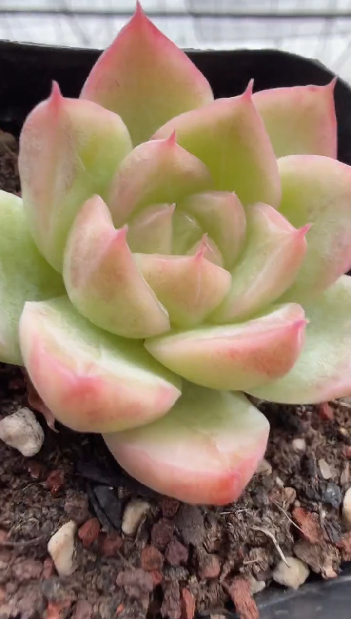 东云多肉园二店-215