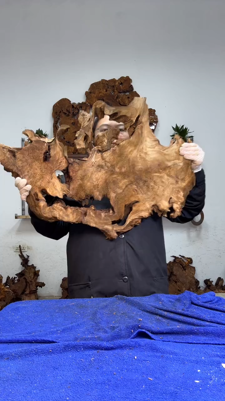 香杉树根瘤板材原料