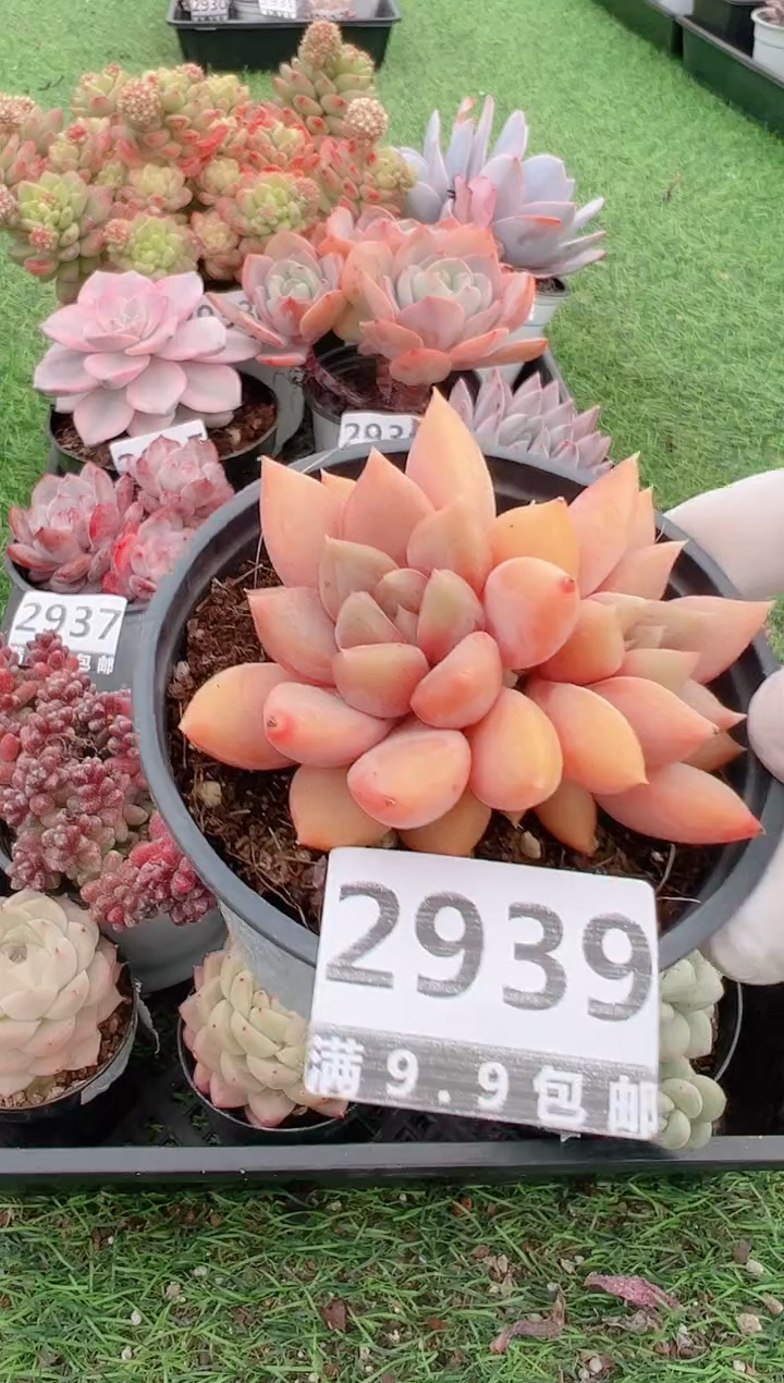 【闪购商品】信福多肉一物一拍