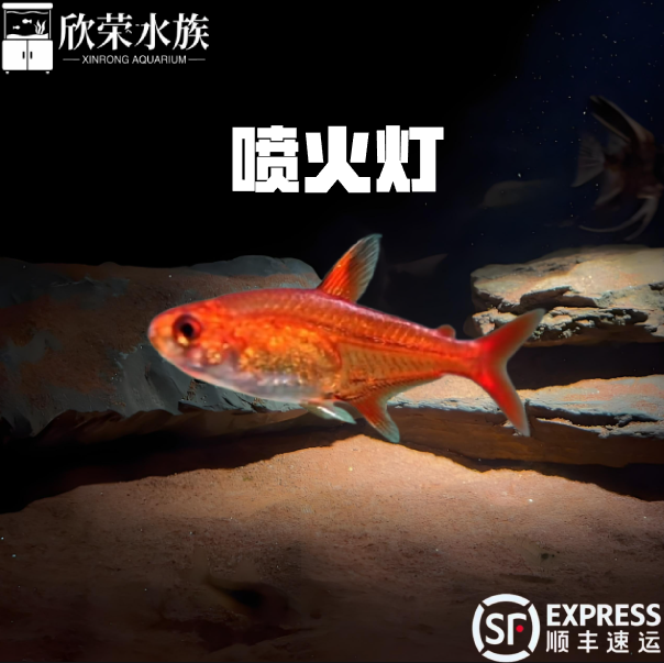 喷火灯小型鱼热带鱼淡水灯鱼灯科鱼草缸鱼群游宠物活体包邮包活